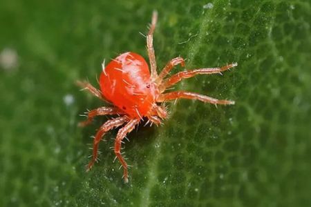 春季红蜘蛛频发，如何来防治