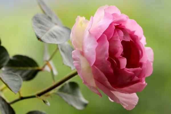 伊芙贵族香水Noble de Parfum