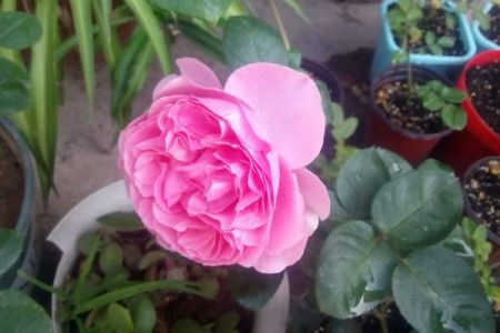 伊芙索菲亚Yves Sofia