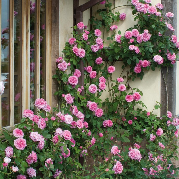 格特鲁德·杰基尔(GertrudeJekyll)