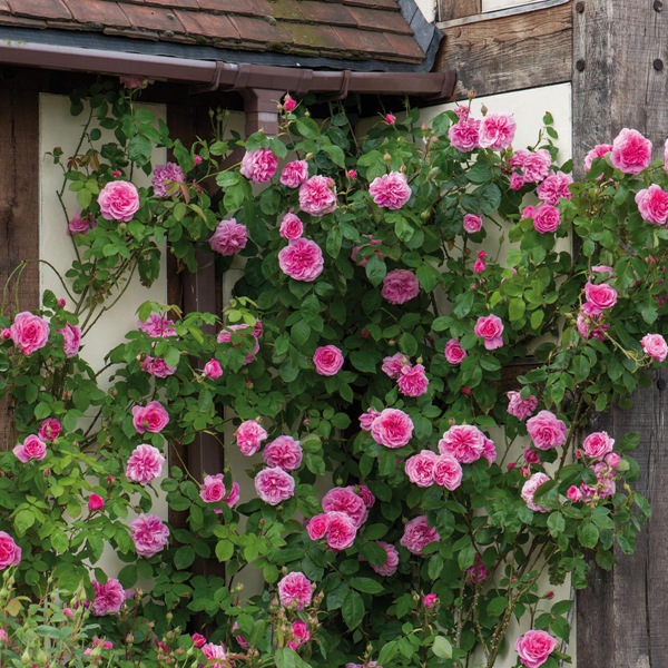 格特鲁德·杰基尔(GertrudeJekyll)