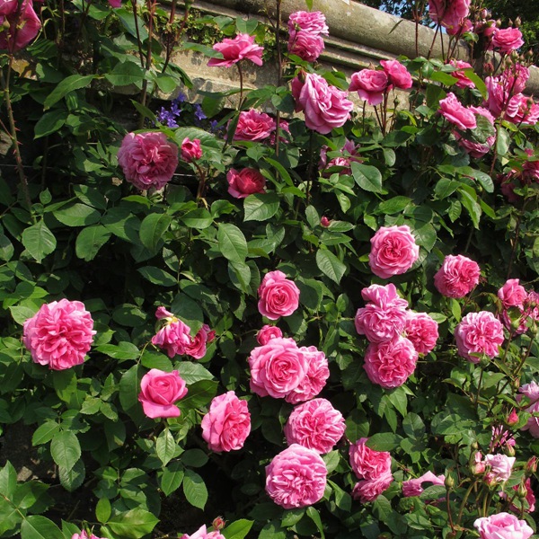 格特鲁德·杰基尔(GertrudeJekyll)