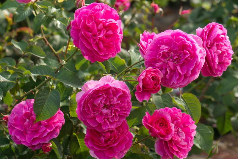英格兰玫瑰(England's Rose)