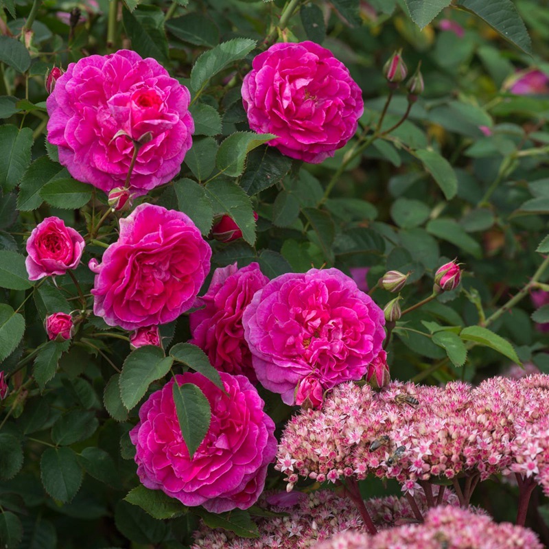 英格兰玫瑰(England's Rose)