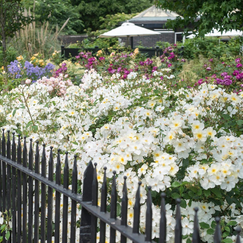 邱园(Kew Garden)