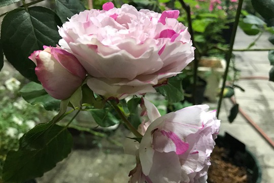 伊芙银色Yves Silva