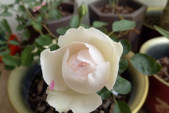伊芙钱特玛丽Yves Chanter Marie
