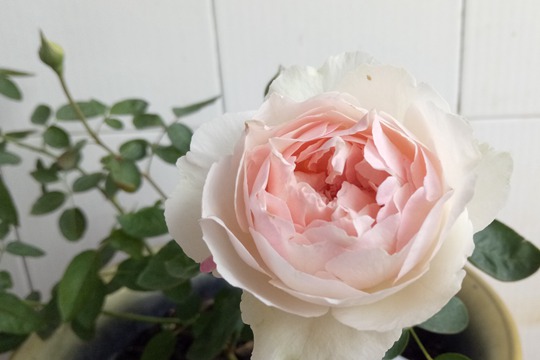伊芙钱特玛丽Yves Chanter Marie