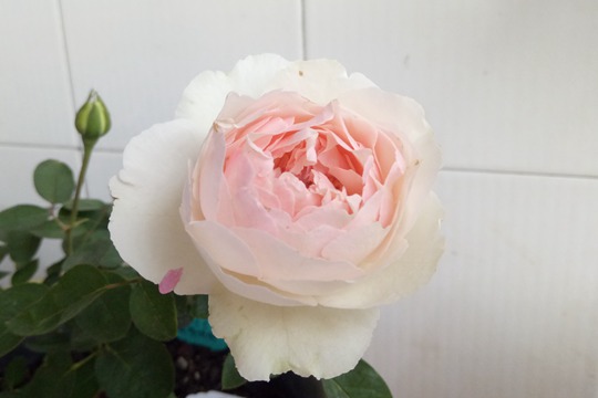 伊芙钱特玛丽Yves Chanter Marie