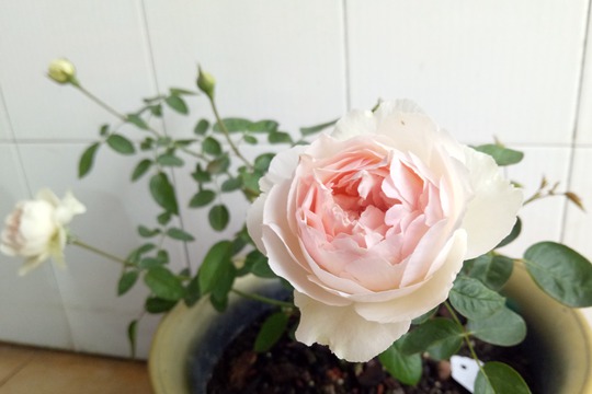 伊芙钱特玛丽Yves Chanter Marie