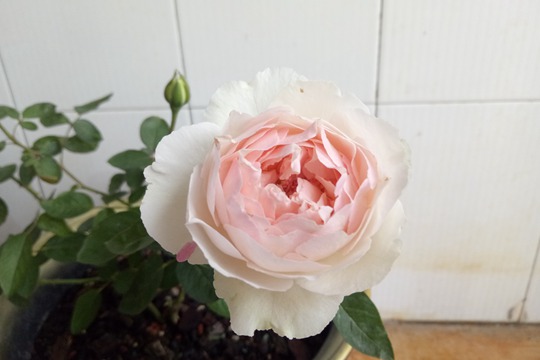伊芙钱特玛丽Yves Chanter Marie