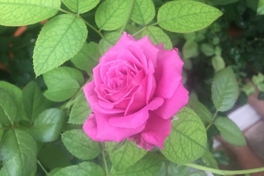 克劳德.布莱塞Claude Brasseur