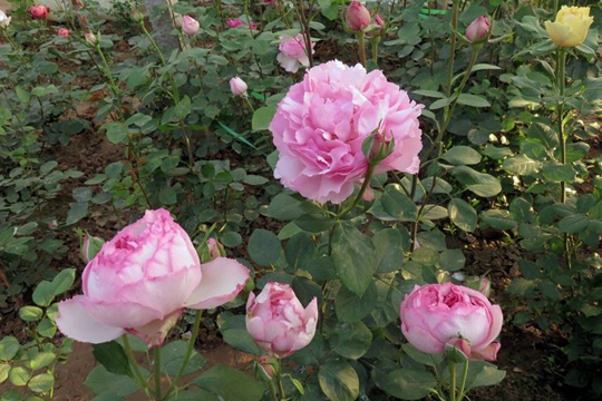 伊芙繁华都市Yves Le Métropole