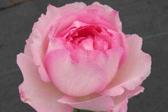 伊芙繁华都市Yves Le Métropole