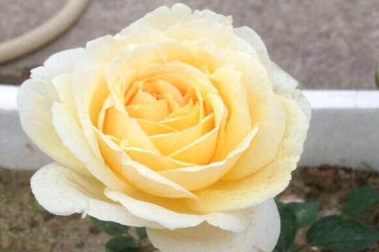 金伊芙伯爵
