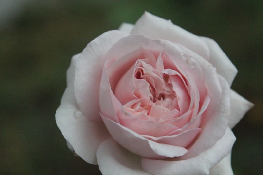 伊芙芳香喷泉Fontaine