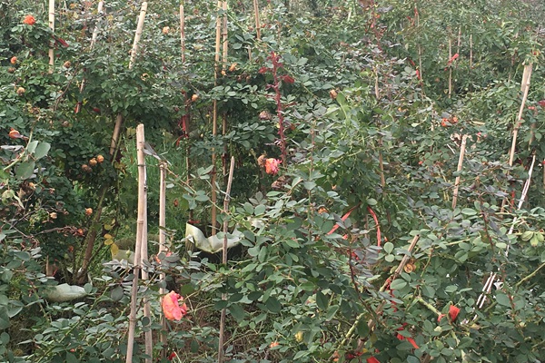 藤本月季种植的最佳时间