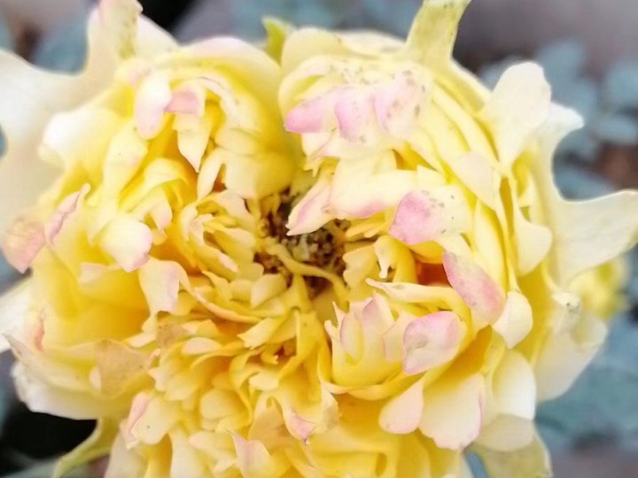 烟花波浪