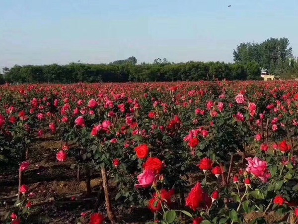 最新的树状月季价格_基地直销价格表