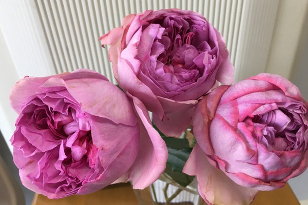 伊芙IM