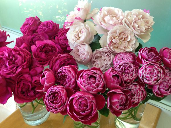 伊芙红色、玛丽玫瑰和IS