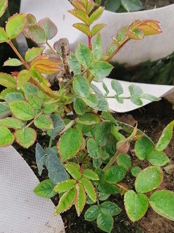 玛丽玫瑰/日本玛丽