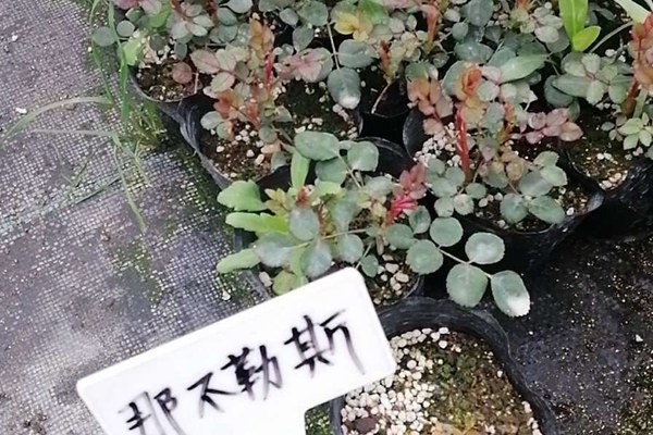 永远的那不勒斯(Napoli)