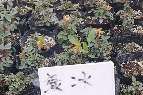 绿冰(Green Ice)