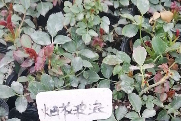 烟花波浪FireRuffle