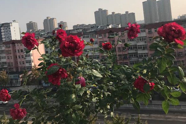 真彩230/红色领带
