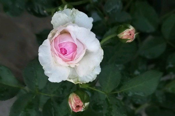 维萨里Vesalius
