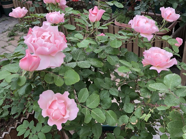 达芙妮Daphne