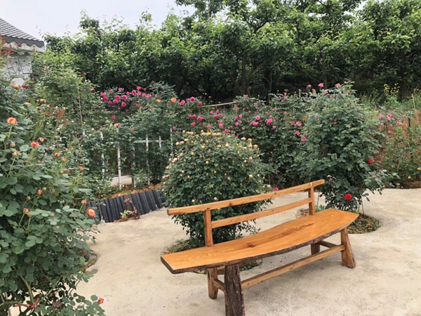 这样的一个月季花园就问你想不想要?