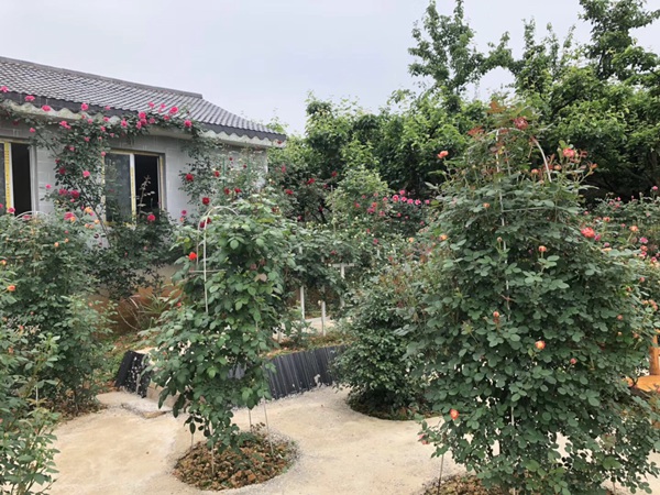 这样的一个月季花园就问你想不想要?