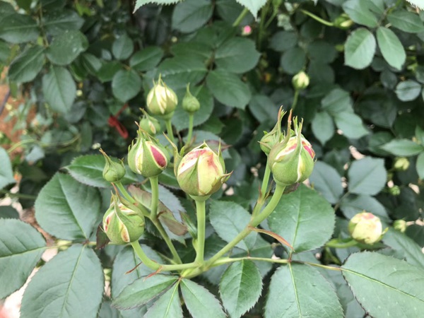 这样的一个月季花园就问你想不想要?