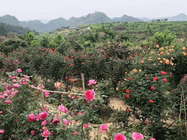 这样的一个月季花园就问你想不想要?
