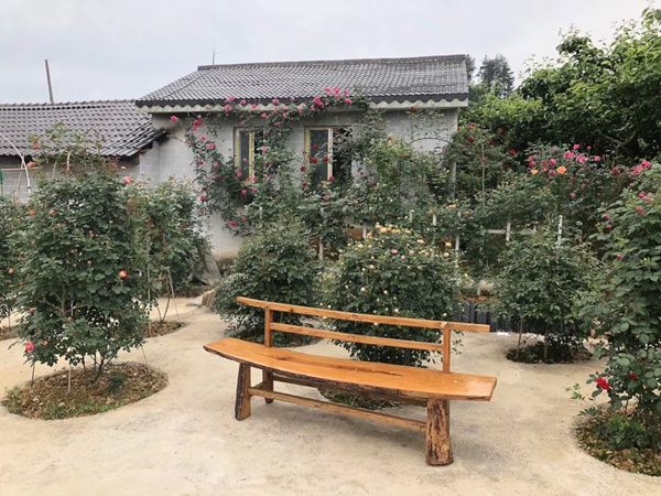 这样的一个月季花园就问你想不想要?