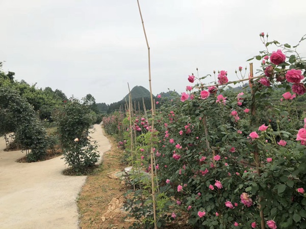 这样的一个月季花园就问你想不想要?