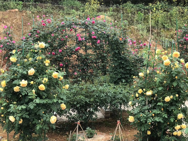这样的一个月季花园就问你想不想要?