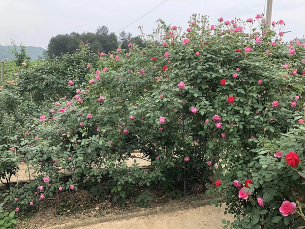 这样的一个月季花园就问你想不想要?