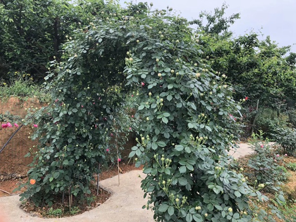 这样的一个月季花园就问你想不想要?