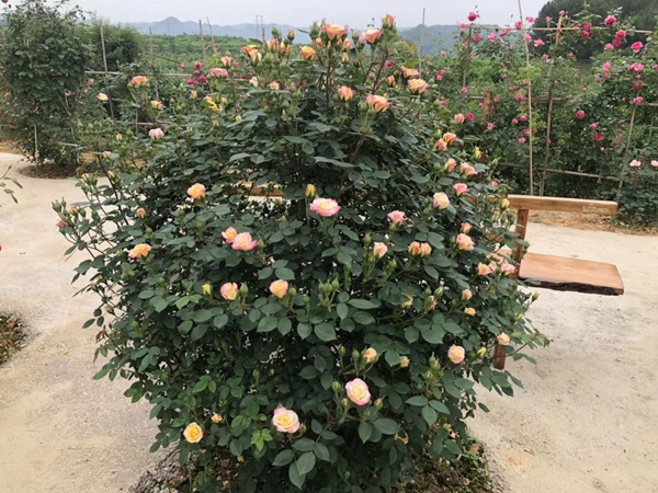 这样的一个月季花园就问你想不想要?
