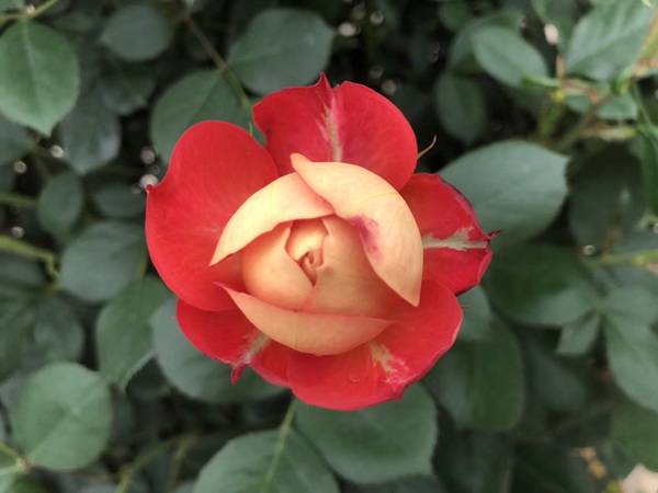 这样的一个月季花园就问你想不想要?