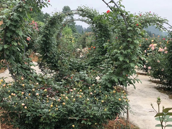 这样的一个月季花园就问你想不想要?