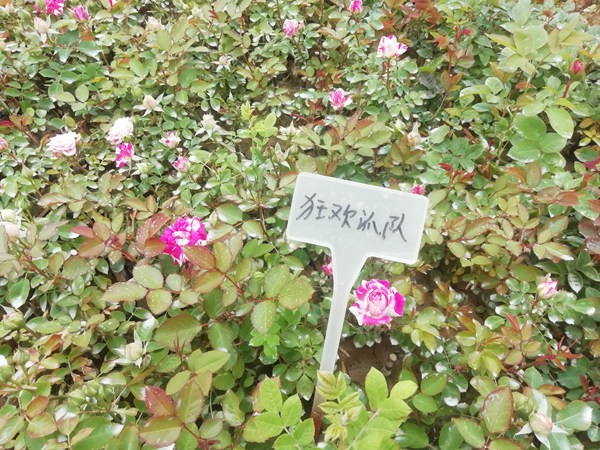 狂欢派对Party Ranucula