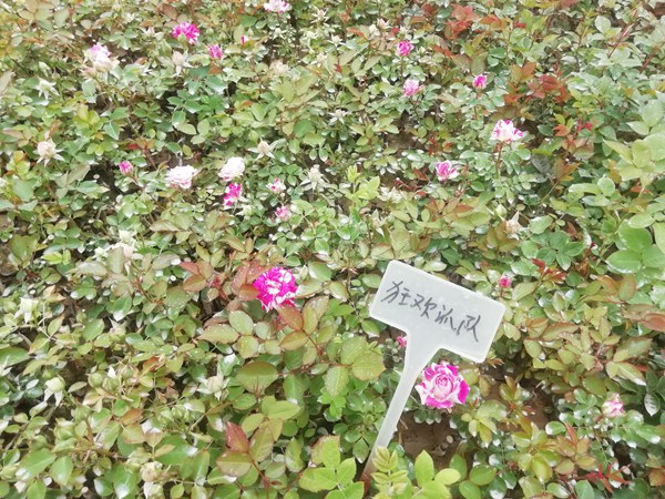 狂欢派对Party Ranucula