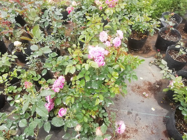 抓破美人脸Variegata di Bologna