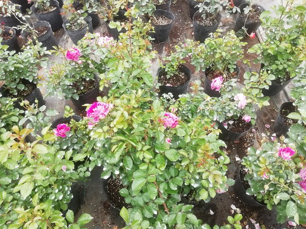 抓破美人脸Variegata di Bologna