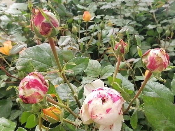 狂欢派对Party Ranucula