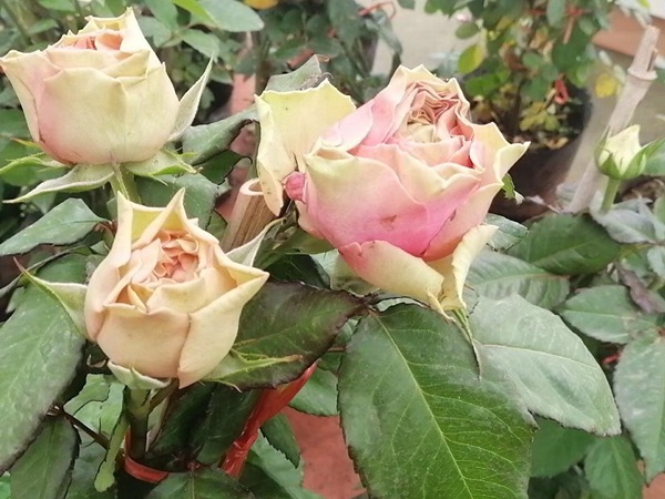 火龙果Pitahaya
